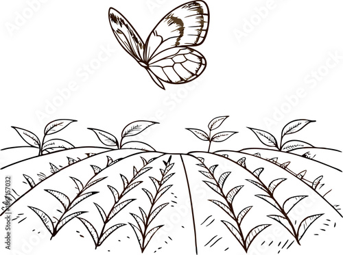 Butterfly flying above cultivated rows of young plants on a farm field landscape