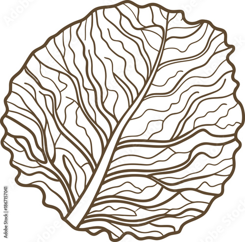 Round cabbage leaf outline with detailed veins and stem, natural vegetable illustration