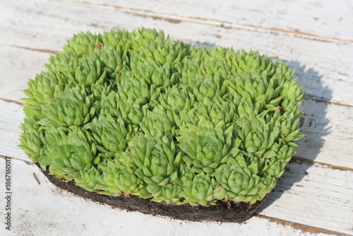 Jovibarba sobolifera rojownik pospolity rojniczek samoroda