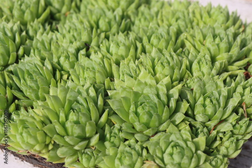 Jovibarba sobolifera rojownik pospolity rojniczek samoroda