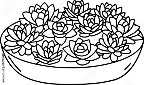 Succulent plants arrangement in shallow bowl container decorative desert garden, minimalistic indoor greenery design