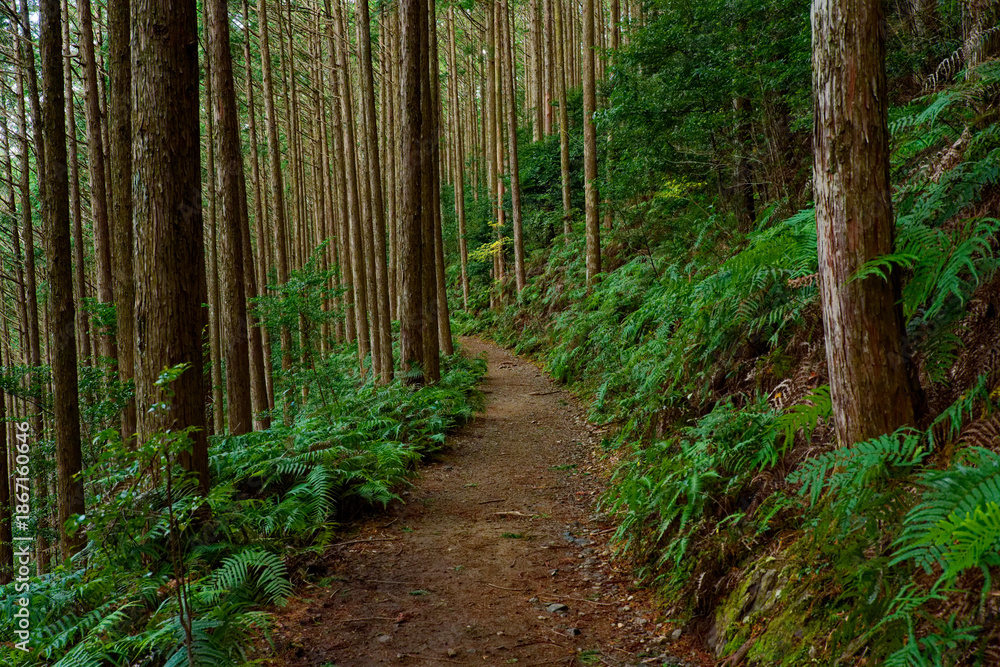Fototapeta premium 熊野古道