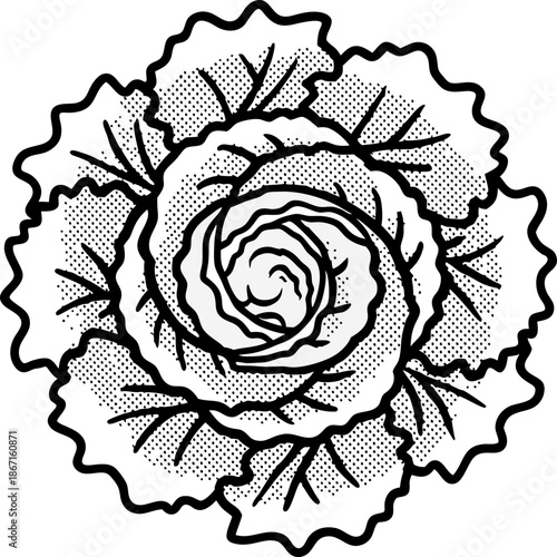 Decorative cabbage head top view drawing with detailed leaves and natural texture