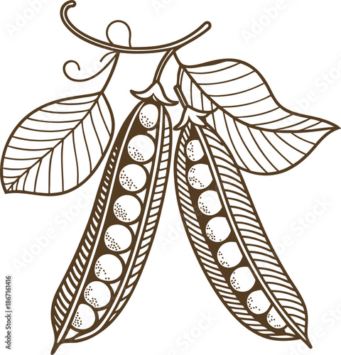 vintage botanical drawing of pea pods with seeds and detailed leaves