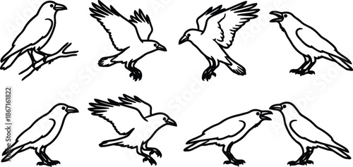 Black and white illustration of various bird poses flying standing on branch  multiple bird silhouettes in different positions