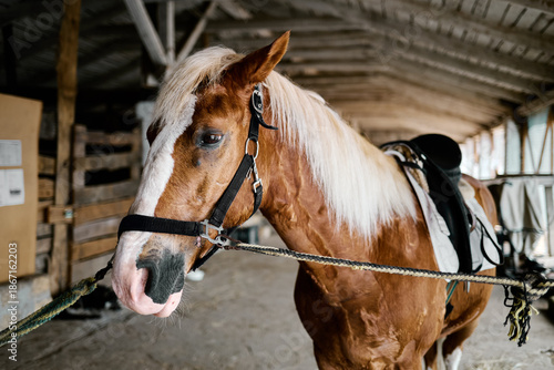 Fotografía Saddled chestnut horse standing calmly inside rustic stable with natural light