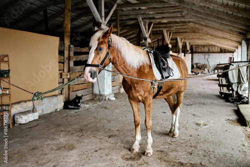 Saddled chestnut horse standing in rustic stable aisle, tied and resting calmly