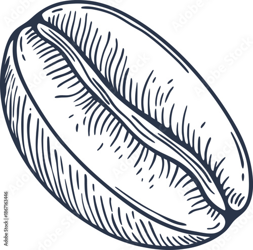 detailed hand drawn coffee bean illustration with textured lines and shading