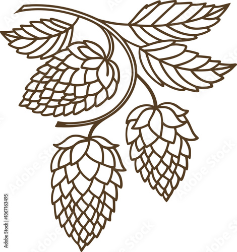 Illustration of hop cones on branch with leaves, botanical plant drawing for brewing and herbal use