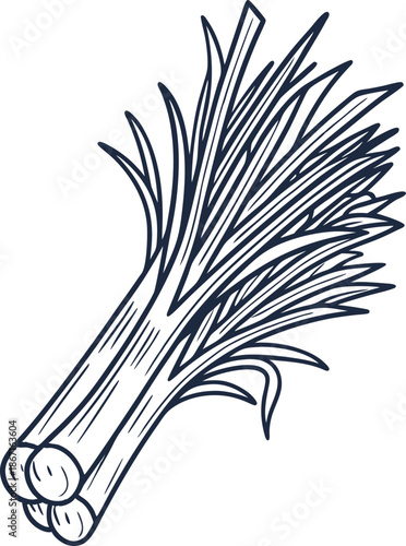 Fresh green spring onions bundle with long leaves and white bulbs isolated on white