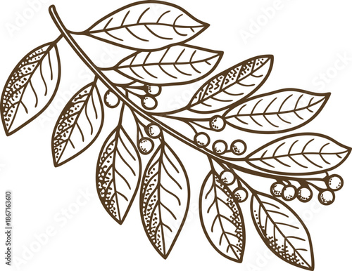 hand drawn botanical branch with leaves and berries sketch illustration vintage nature flora design element