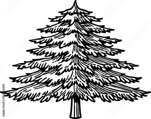 Detailed black and white illustration of a pine tree with layered branches and textured needles