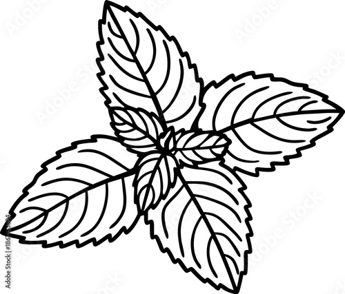 black and white illustration of mint leaves with detailed veins and serrated edges