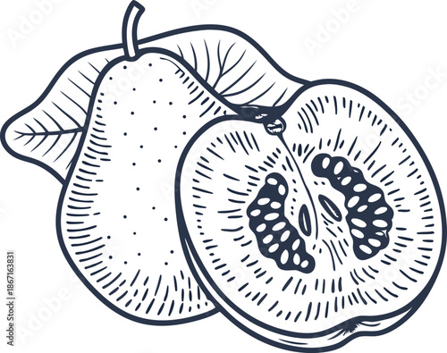 Quince fruit whole and sliced with visible seeds and leaf detailed botanical illustration