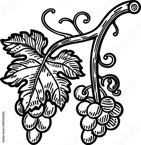 grape vine branch with leaf and bunches of grapes, vintage botanical illustration