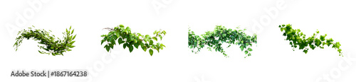 Vibrant assortment of fresh green leafy plants and climbing vines perfect for adding a natural touch to graphic designs and visual projects