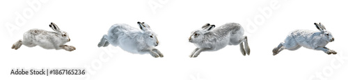 Dynamic group of arctic hares captured in mid air motion showcasing their agility and winter fur perfect for nature publications wildlife conservation or educational materials