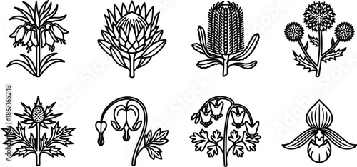 Set of various black line drawings of different plants and flowers on white background  illustrations