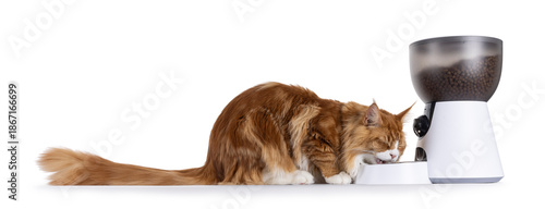 Ginger maine coon cat eating dry kibble from a modern automatic pet feeder. Isolated on a white background.