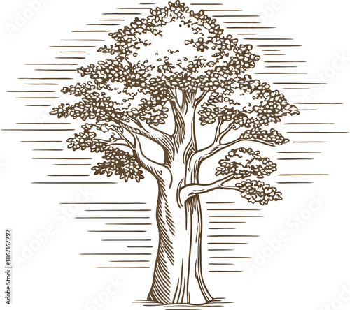 large mature tree with spreading branches and dense foliage in natural environment drawing