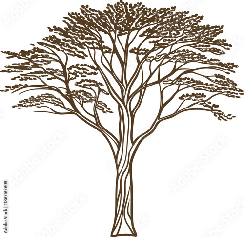Acacia tree silhouette with detailed branches and sparse foliage in natural brown color