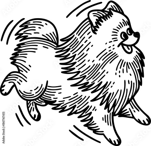 Playful pomeranian dog running happily with fluffy fur and wagging tail