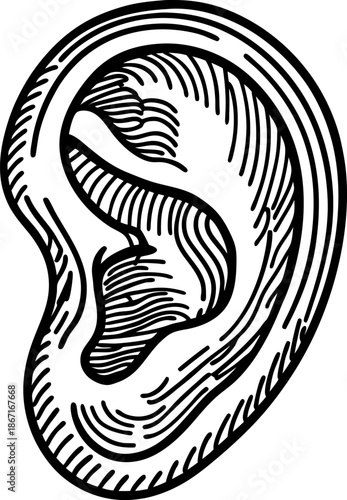 human ear illustration, detailed anatomical drawing of outer ear, sense organ for hearing and balance