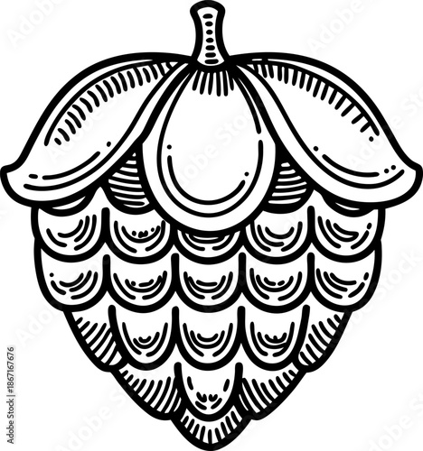 hand drawn hop cone illustration with detailed lines and shading for brewing or botanical design