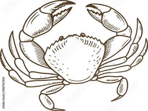 hand drawn crab illustration with detailed claws and legs in vintage