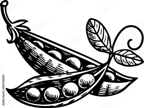 Pea pods opened with peas inside and leafy stem detailed botanical illustration