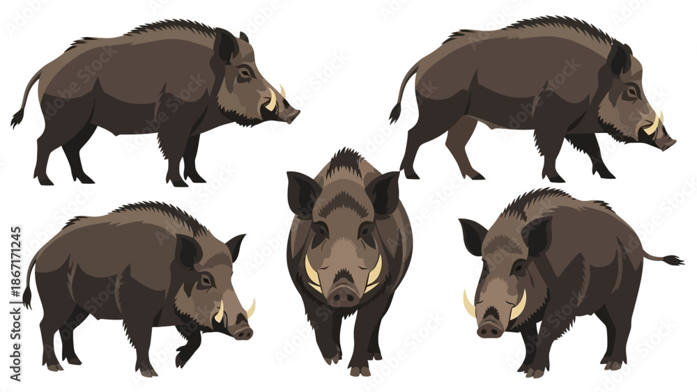 Fototapeta premium A collection of five detailed illustrations of wild boars in various poses, showcasing their muscular build and tusks.