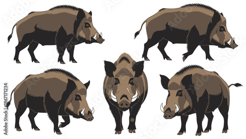 Collection of five detailed illustrations of wild boars from different angles, showcasing their muscular build and tusks.