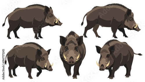 A collection of five detailed illustrations of wild boars in various poses, showcasing their muscular build and tusks.