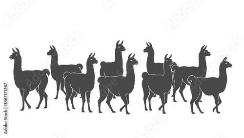 A group of dark gray llamas are standing in a line against a white background.