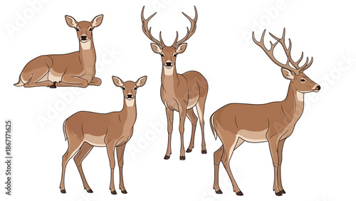 A collection of five detailed illustrations of deer in various poses, showcasing their elegant forms and majestic antlers.