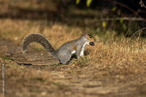 squirrel in the park