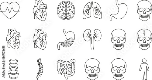 human anatomy line icons, medical organs illustration, heart brain lungs stomach kidney skull spine intestine, healthcare education symbols, biology science outline collection