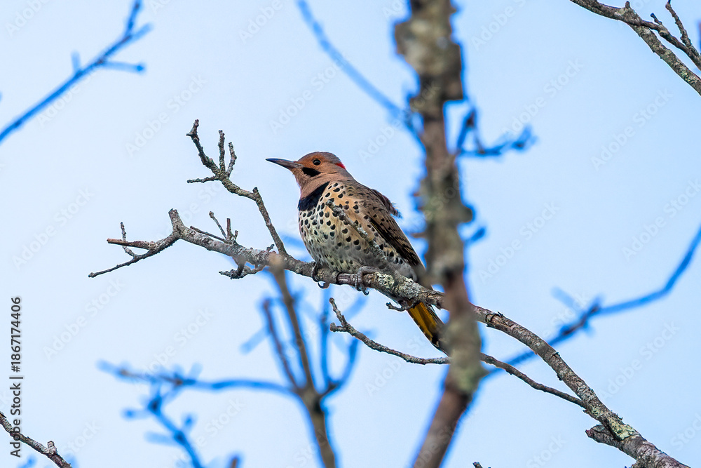 Fototapeta premium flicker on branch