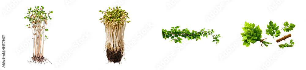 Obraz premium Vibrant plant collection featuring fresh sprouts with visible roots, lush green leafy branches, and aromatic parsley herb bundles, ideal for healthy eating and natural ingredient themes