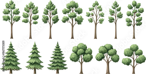 Vector forest trees collection, deciduous and evergreen tree set, hand drawn botanical illustration isolated on white background, nature landscape design elements for creative projects