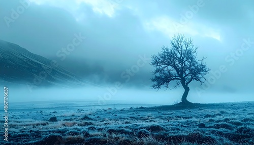 Lonely winter tree standing in foggy frozen field high resolution image