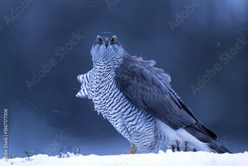 Northern goshawk on snow at dawn with snowy forest background
