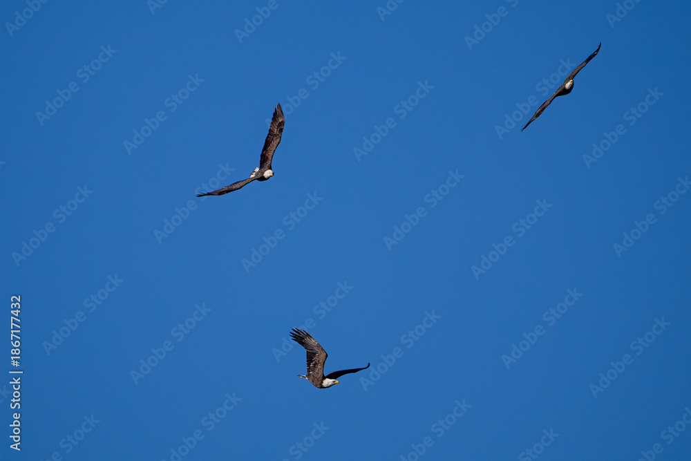 Obraz premium birds in the sky