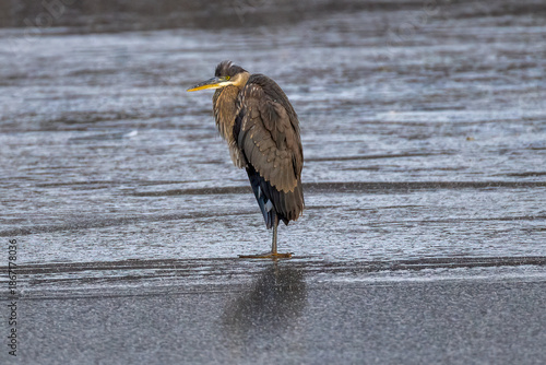 Quadro em tela great blue heron ardea cinerea