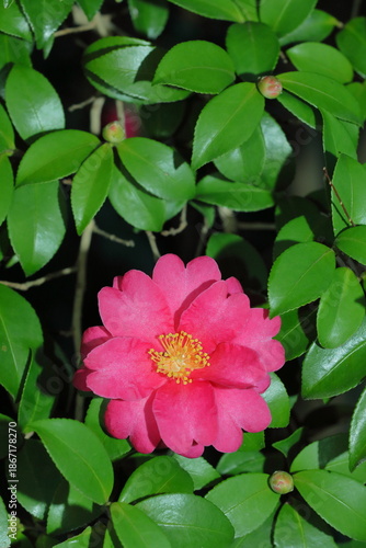 日本の冬に咲いたサザンカ