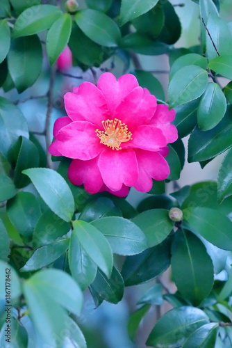 日本の冬に咲いたサザンカ