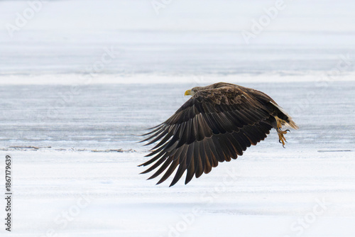 Bielik Haliaeetus albicilla, white-tailed eagle