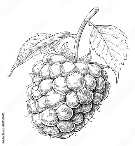Exquisite vintage style woodcut engraving of a fresh ripe raspberry with attached green leaves, perfect for culinary publications, farmers market advertising, or wholesome snack packaging.