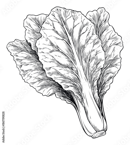 Fresh bok choy line drawing perfect for healthy recipe websites, Asian cuisine menus, cooking class materials, and sustainable food packaging.