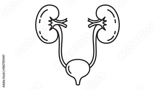 Human urinary system with two kidneys and bladder anatomy